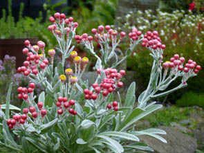 Helichrysum amorginum 'Ruby Cluster'